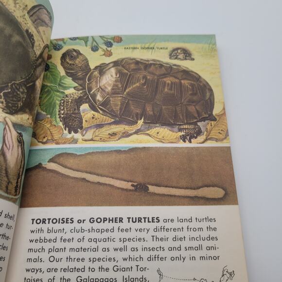 Vintage Golden Nature Guides Insects & Reptiles Books Lot 1950s Set of 3 - Picture 7 of 8
